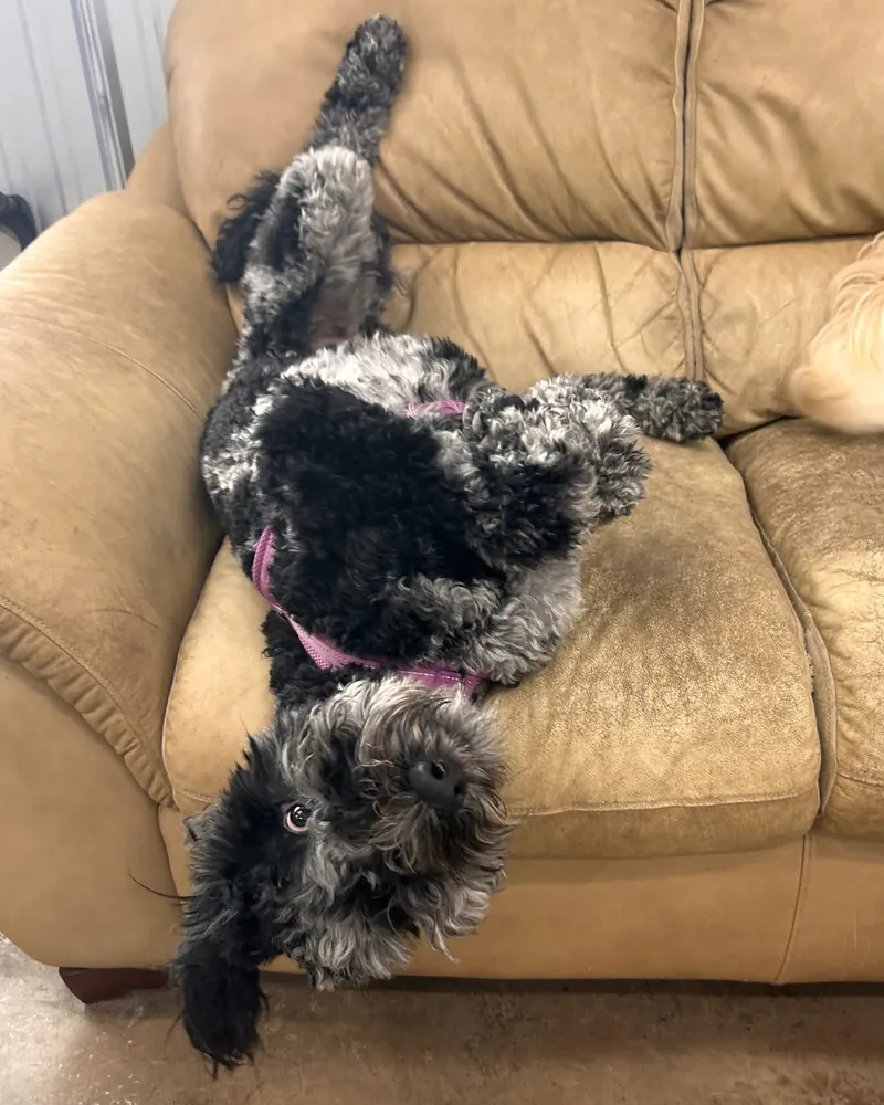 Stella, the shop dog, upside down on the couch at Empire